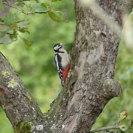 De Ole -swalbennest アパート