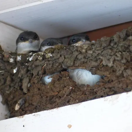 De Ole -swalbennest アパート Lütjenholm