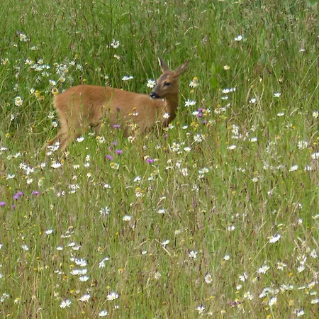 De Ole -swalbennest Lütjenholm