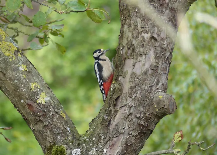De Ole -swalbennest Appartement
