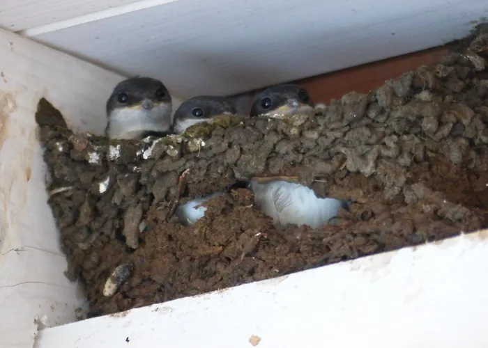 De Ole -swalbennest Appartement Lutjenholm