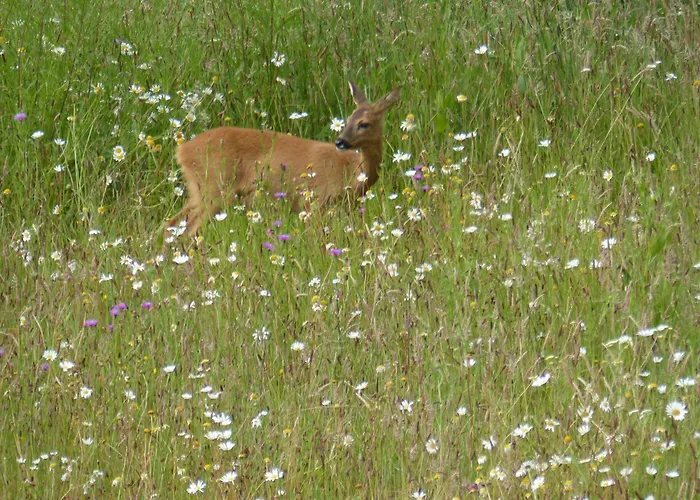 De Ole -swalbennest Lutjenholm